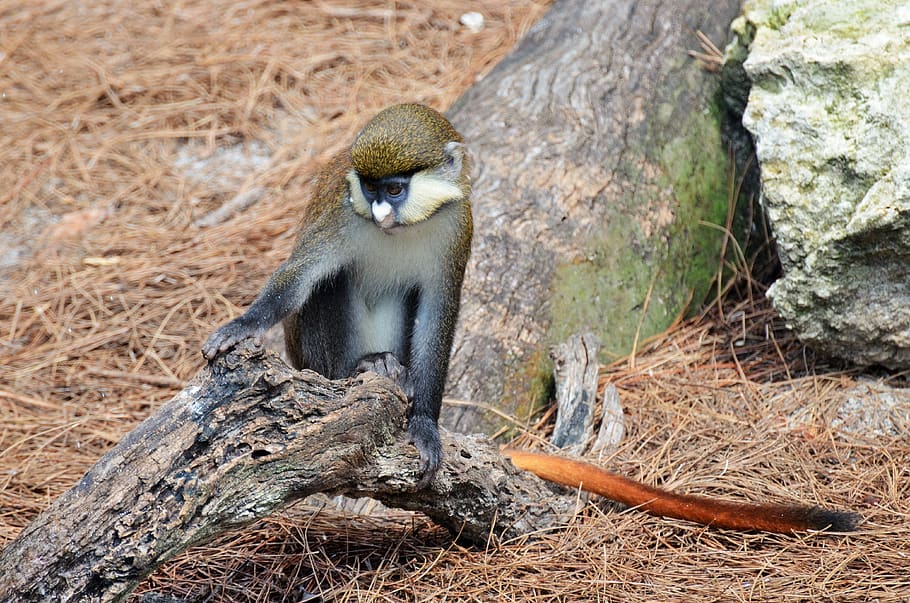 monkey, white-nosed monkey, monkey-tailed, animal, zoo, primates HD wallpaper