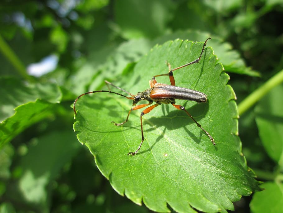Sambucus Nigra, Leaf, Elderberry, Insect, bug, macro, flora HD wallpaper