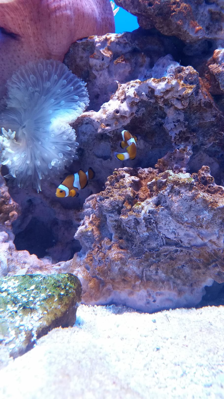 Aquarium, Fish, Nemo, Clownfish, Coral, reef, relaxation, underwater HD wallpaper