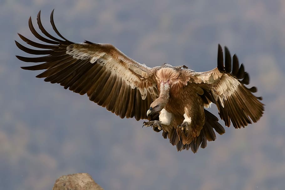brown vulture flying during daytime, vulture flying during daytime HD wallpaper