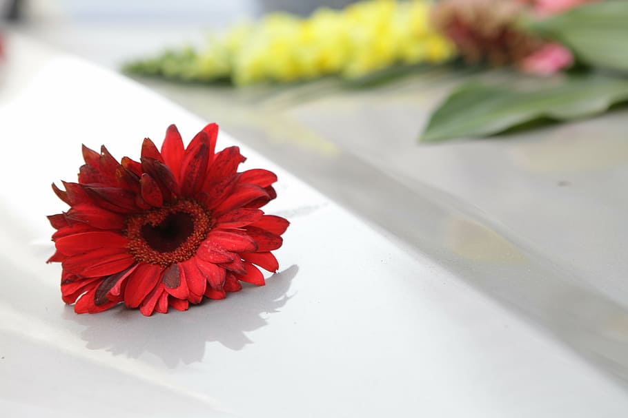 chrysanthemum, flowers, red, flowering plant, fragility, vulnerability HD wallpaper