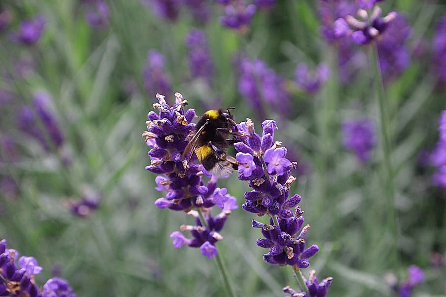 Lavender, Bumblebee, Bug, Garden, flowers, summer, purple, one animal HD wallpaper