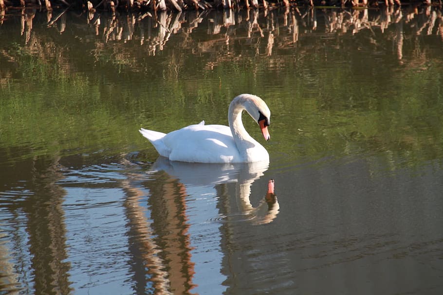 Swan, Mirror Image, Water, Bird, animals in the wild, lake HD wallpaper