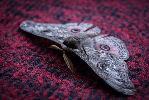 insect, butterfly, wing, bug, biology, nature, red, close-up HD wallpaper