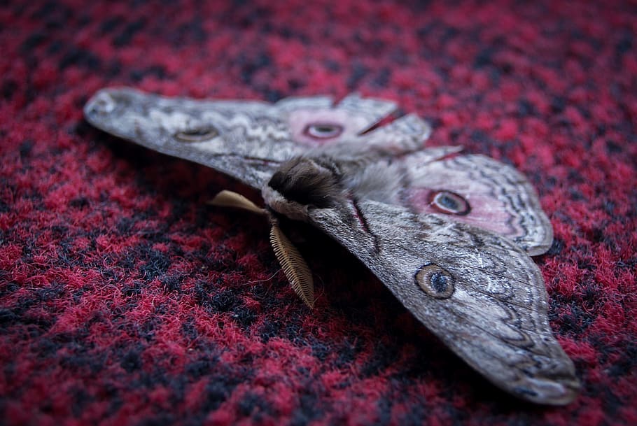insect, butterfly, wing, bug, biology, nature, red, close-up HD wallpaper