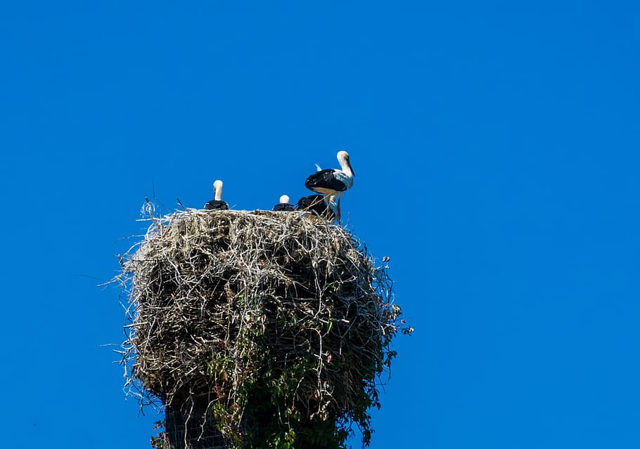 stork, nest, bird, storks, rattle stork, bill, nest building, HD wallpaper
