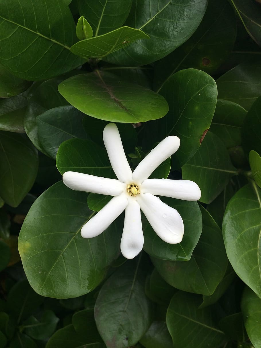 flower, maui, white, leaf, plant part, growth, beauty in nature HD wallpaper