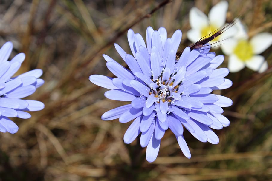 flor, jalca, cajamarca, perú, plant, flowering plant, fragility HD wallpaper