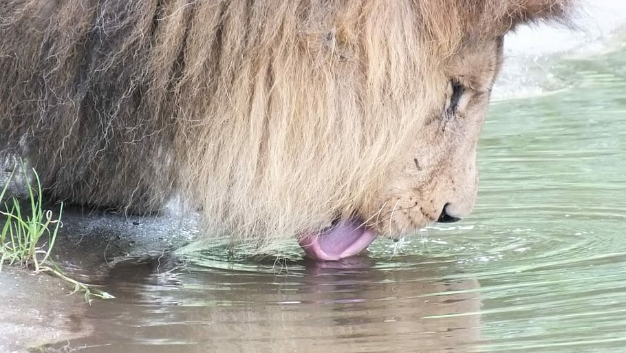 Lion, Drink, Zoo, one animal, water, animal themes, mammal HD wallpaper