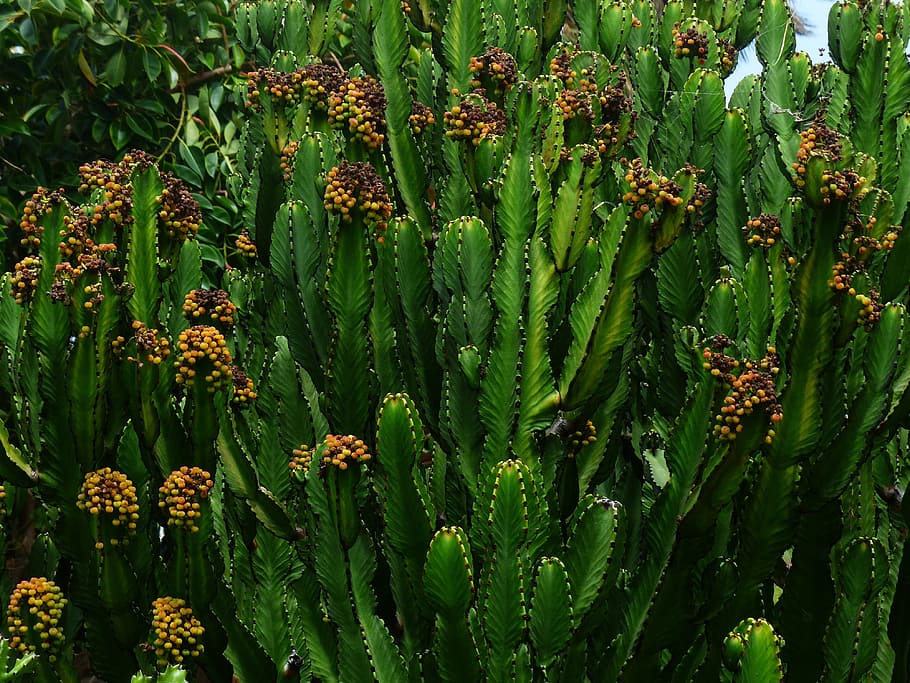 Triangular, Spurge, Plant, Blossom, Bloom, triangular spurge HD wallpaper