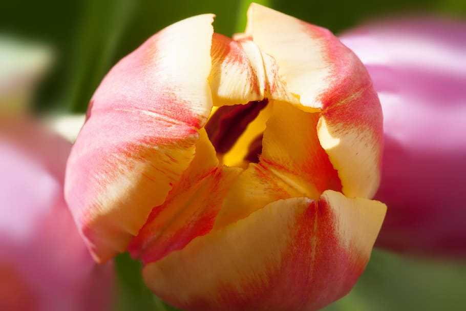 tulips, bouquet, spring, macro, nature, flowers, schnittblume HD wallpaper