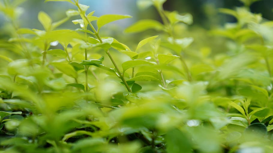 green, grass, rain, green color, plant, selective focus, plant part HD wallpaper