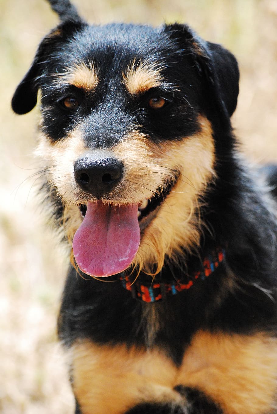 black and tan Jagdterrier closeup photography, dog, animal, hybrid, HD wallpaper