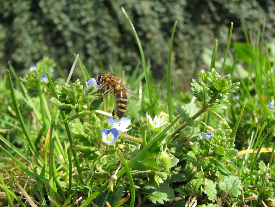 spring, bee, sunshine, spring flowers, plant, growth, flowering plant HD wallpaper