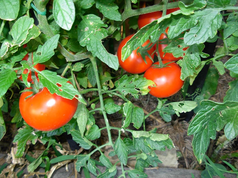 tomatoes, vegetables, red, plant, fruit, garden, ripe, food and drink HD wallpaper
