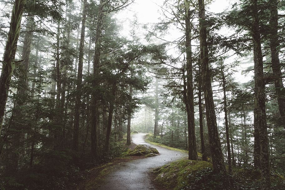road, path, grass, trees, plant, nature, forest, travel, land HD wallpaper
