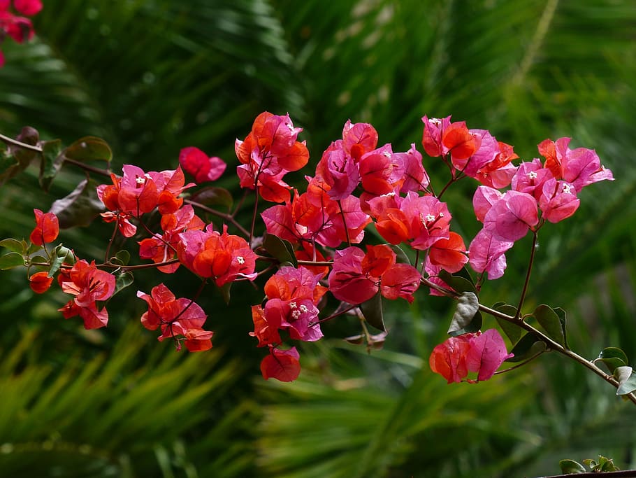 bougainvillea, colorful, flowers, red, intensive, bright, bush, HD wallpaper
