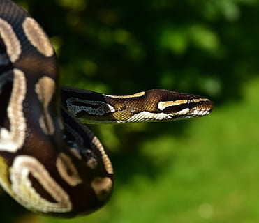 brown and white snake, ball python, python regius, beauty, ballpyhton HD wallpaper