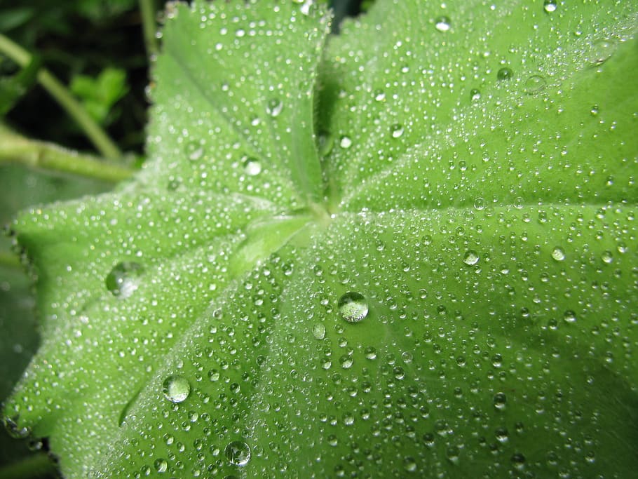 Drops, Rocio, Moisture, Leaf, Wet, freshness, green color, water HD wallpaper
