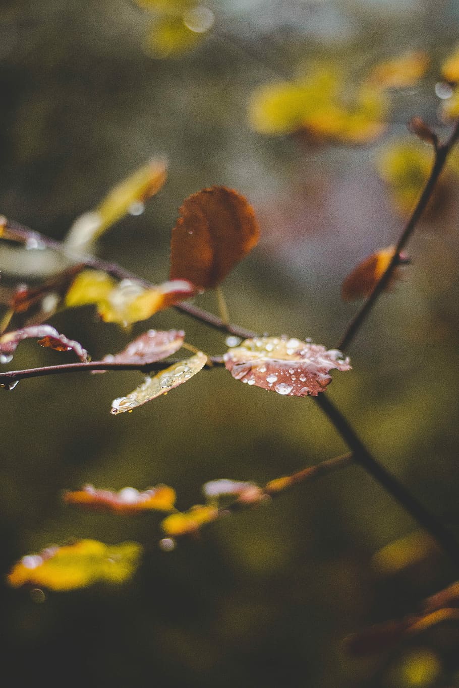 Misted leaves, selective focus photography of brown and green leaves HD wallpaper