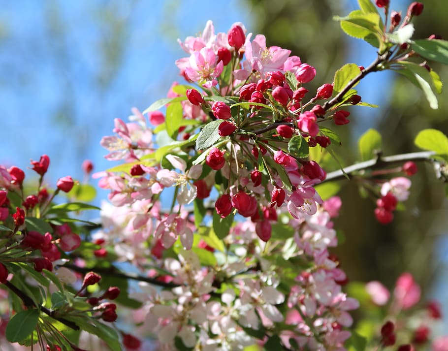 blossom, pink, white, spring, cherry, cherry blossom, plant HD wallpaper