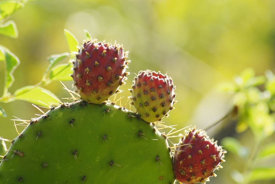 cactus, tuna, thorns, prickly pear cactus, succulent plant HD wallpaper