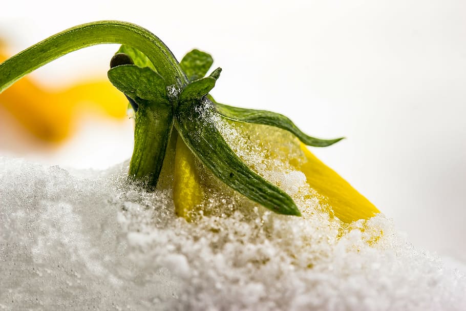 selective focus photography of yellow flower, pansy, violet HD wallpaper