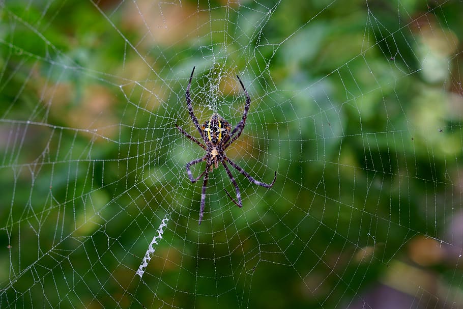 spider, spiderweb, arachnid, trap, insect, spider web, invertebrate HD wallpaper