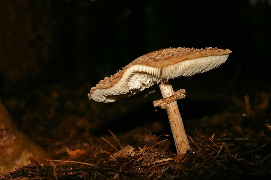 Mushroom, Forest, Fungus, Moist, forest mushroom, forest floor HD wallpaper