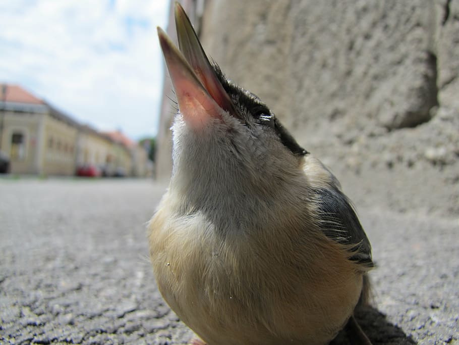 bird, macro, street, nuthatch, animal, wildlife, nature, beak HD wallpaper