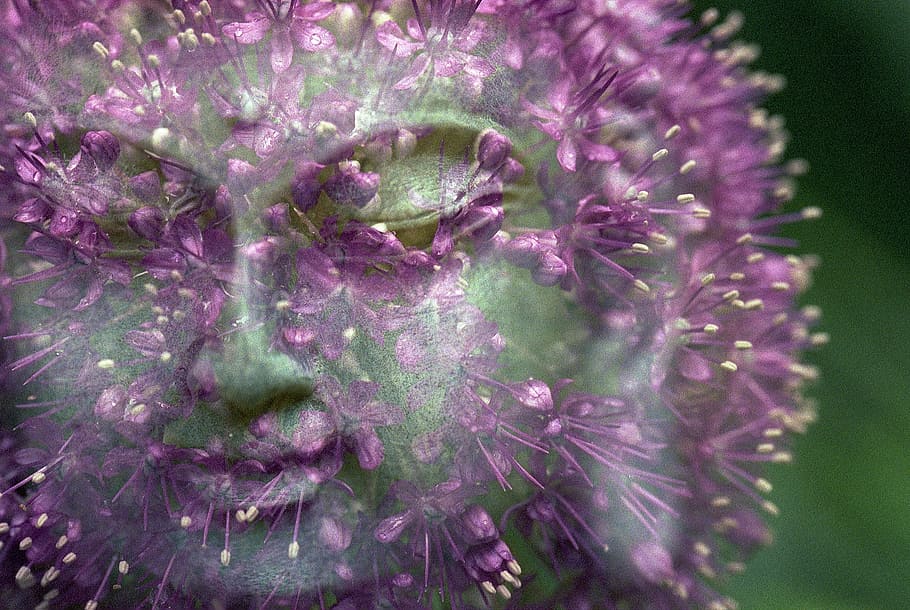 edited photo of dandelion showing face of Gautama Buddha, flower