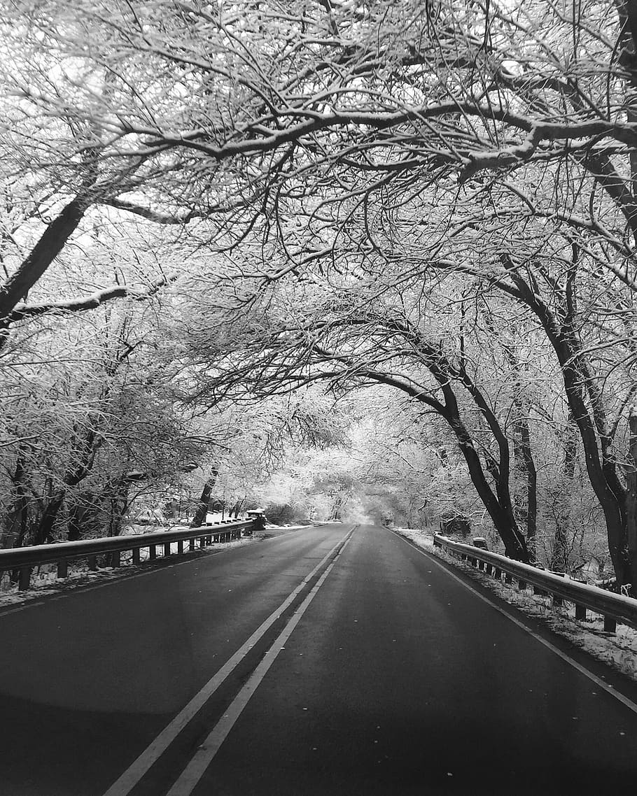 empty road between trees, winter, black and white, snow, cold