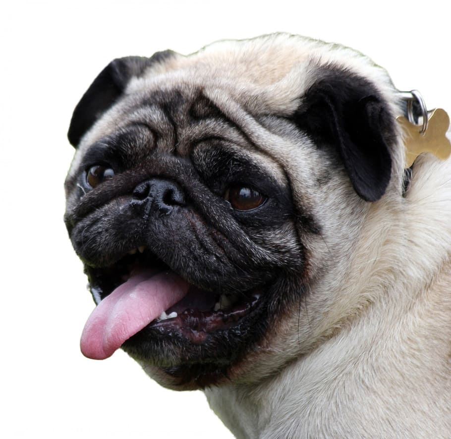 fawn pug, dog, isolated, white, background, animal, pet, canine HD wallpaper