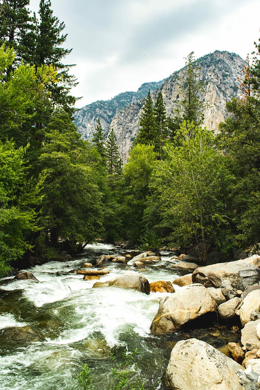 streaming body of water surrounded by tress, body of water in between green leafed trees HD wallpaper