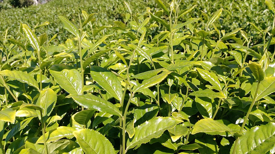 tea, tea garden, plant, tiny tree, leaves, green, the tea plantations HD wallpaper
