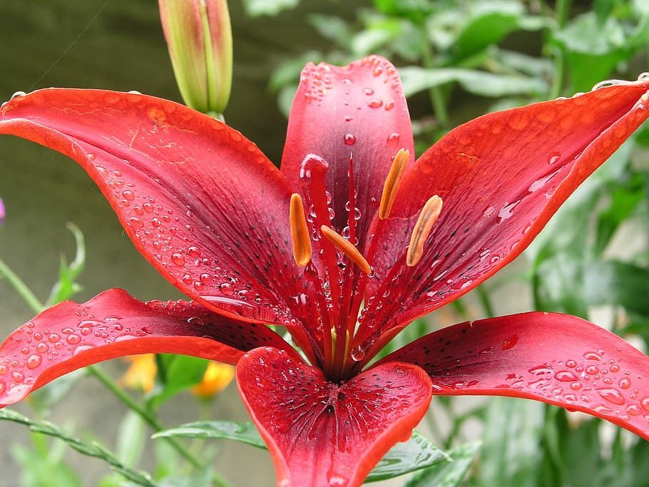 Flower, Bloom, Colorful, red, water drops, dew, macro, nature HD wallpaper