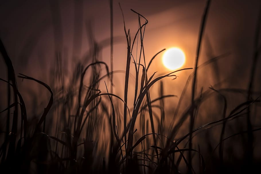 selective focus photo of brown grass during golden hour, silhouette of reed HD wallpaper