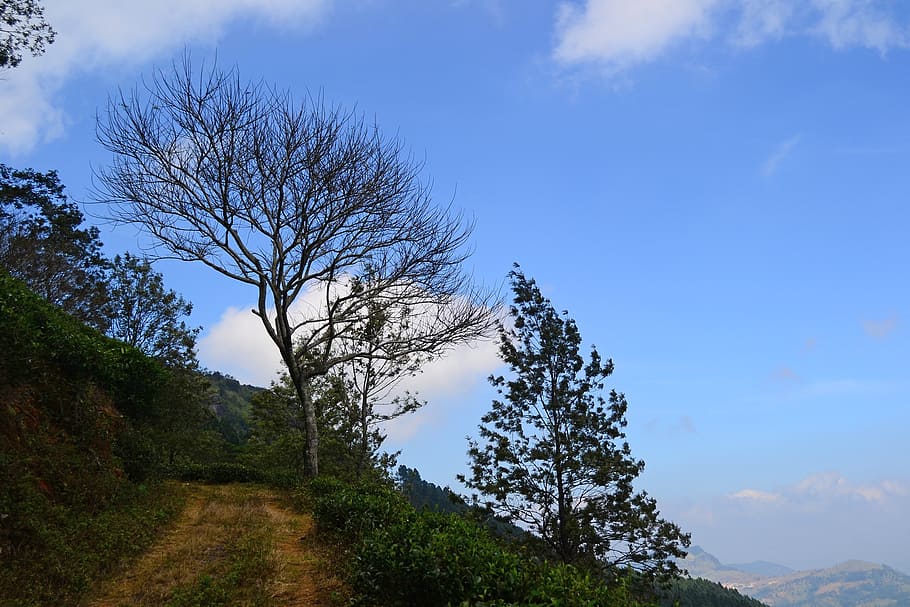 landscape, tree, dead tree, dried tree, blue sky, sri lanka HD wallpaper