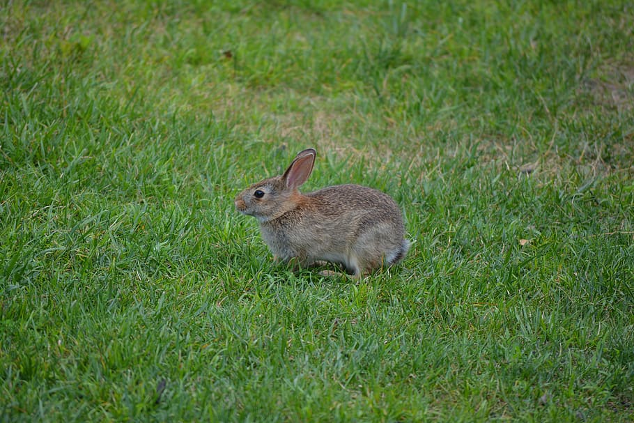 rabbit, bunny, animal, easter, pet, cute, fluffy, mammal, domestic HD wallpaper
