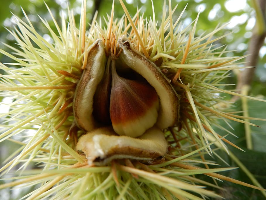 chestnuts, close-up, plant, growth, day, nature, green color HD wallpaper