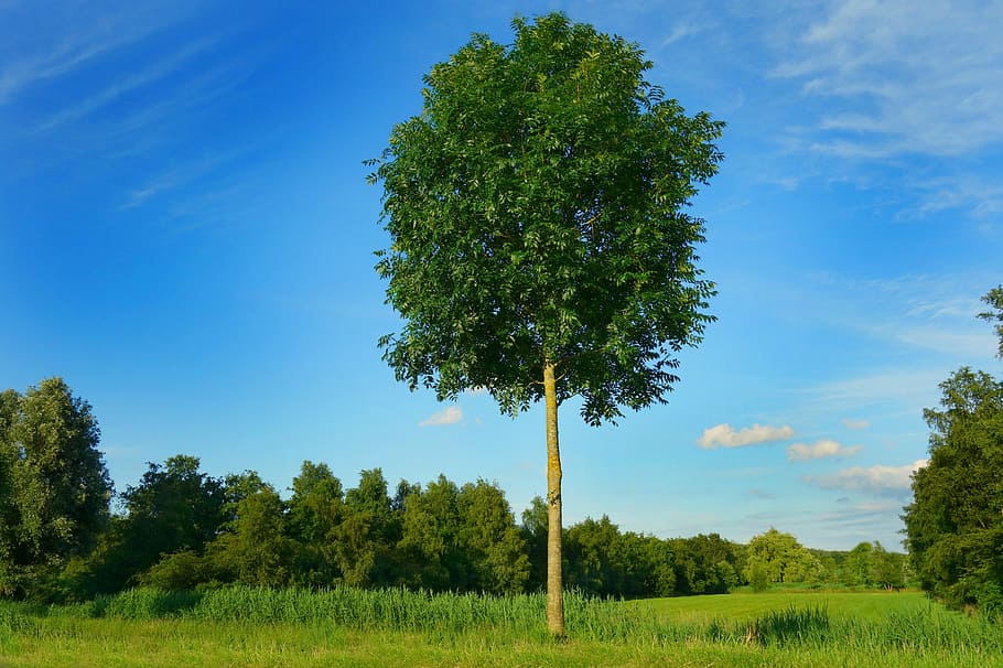 tree, lonely tree, field, landscape, scenic, sky, single, solitary HD wallpaper