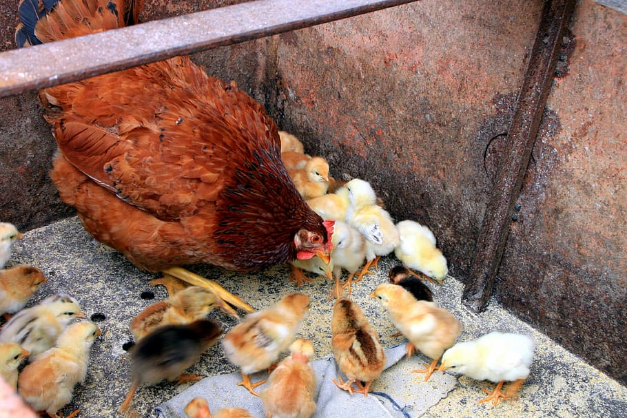chicken, chicks, feeding, hen, mother, poultry, birds, animal themes HD wallpaper