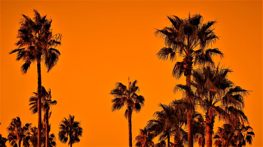 palm trees under orange sky, sunset, exotic, nature, tropical HD wallpaper