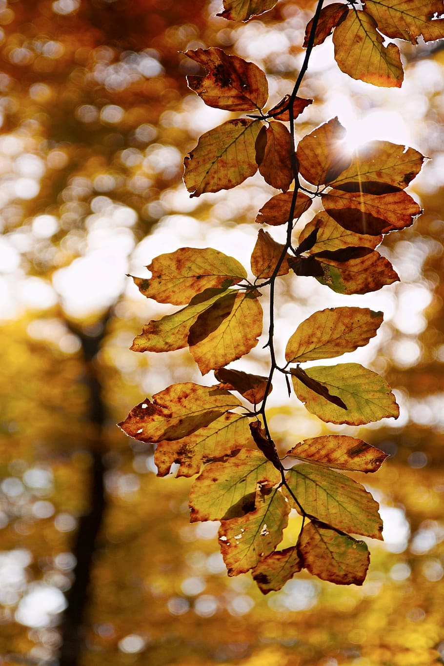 beech, autumn, leaves, foliage, sun, bokeh, light, autumn leaves HD wallpaper