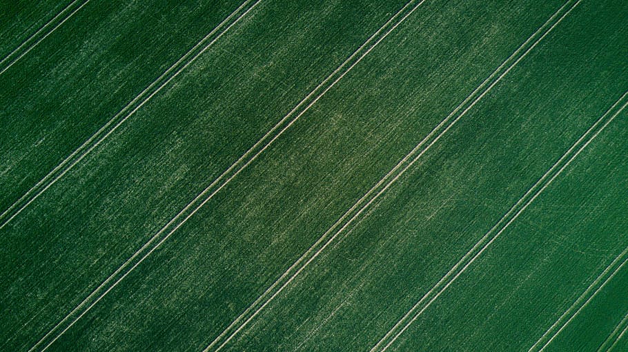 green surface, green striped textile, Field pattern, crop, grass HD wallpaper