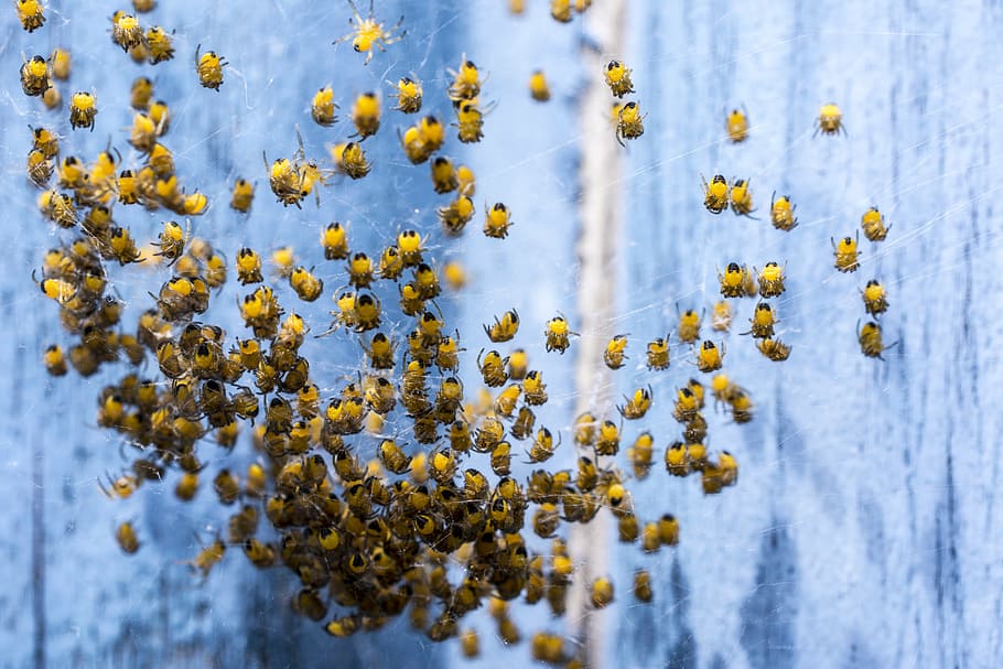 spin, army, macro, insect, nature, close, spider, nest, baby spiders HD wallpaper