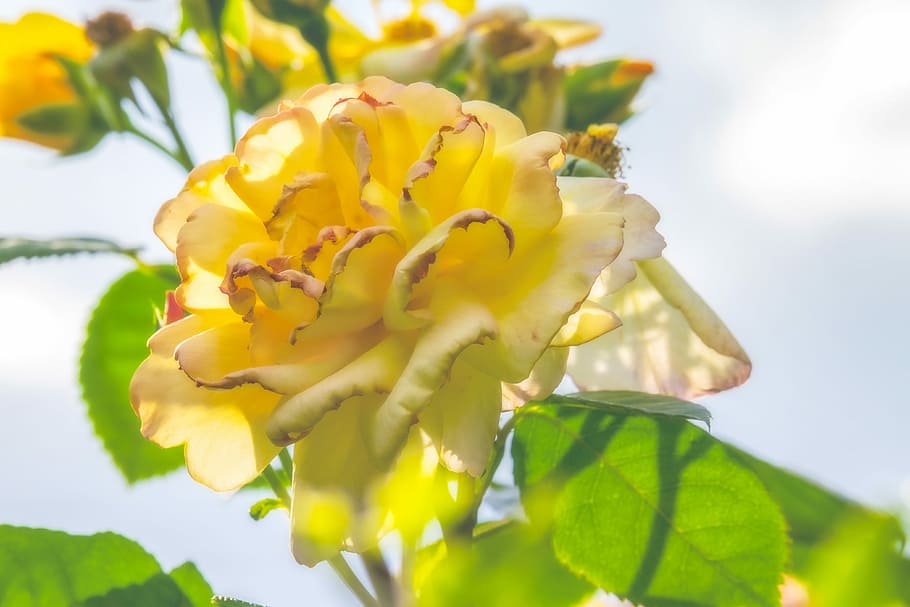 yellow petaled flowers, rose, back light, blossom, bloom, delicate HD wallpaper