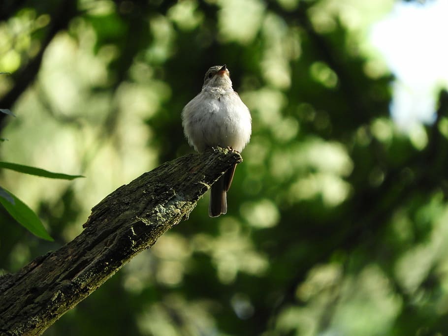 bird, branch, feather, plumage, wildlife photography, sitting HD wallpaper