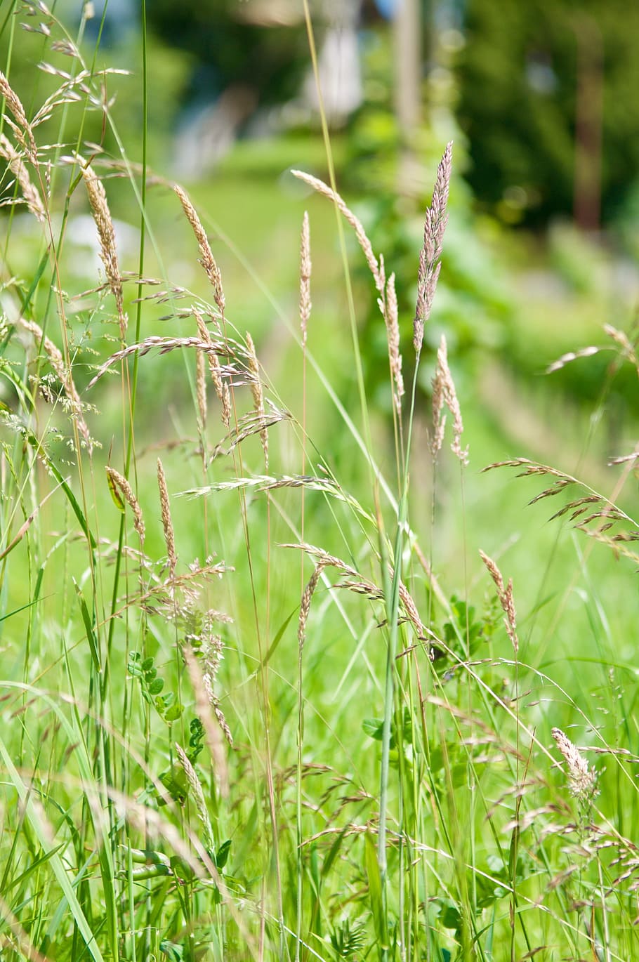 Nature, Meadow, Grass, Grass, Green, Sunny, grasses, summer HD wallpaper