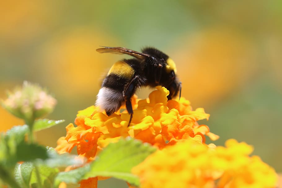 bumble bee perching on yellow flower close-up photography, Spring, Green HD wallpaper